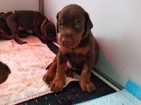 CHIOT collier Mauve 