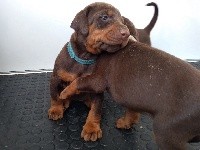 CHIOT collier bleu 