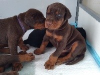 CHIOT collier marron 