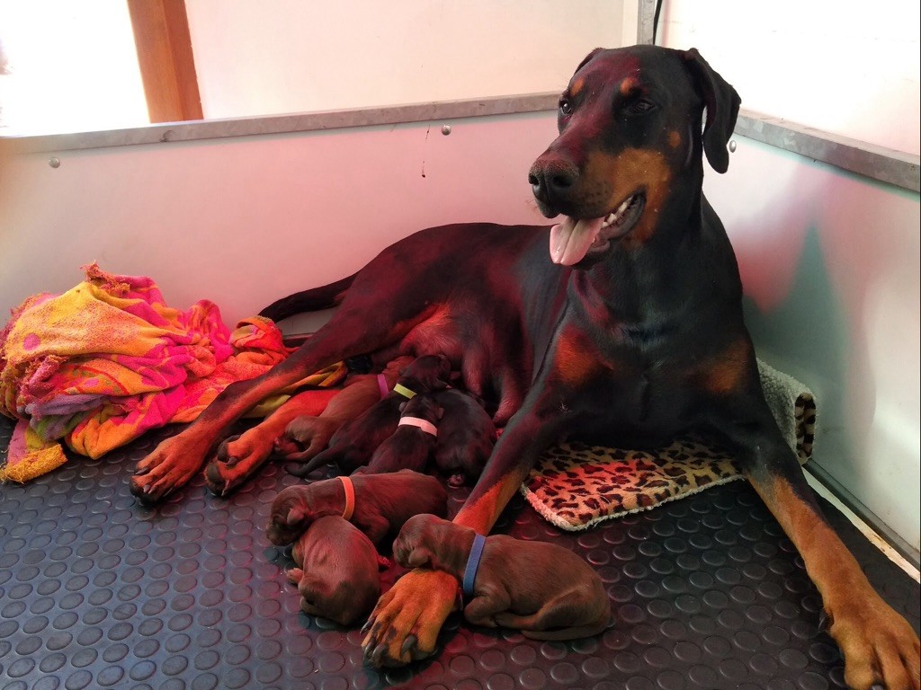 Chiot Dobermann Du Lac De Montbel